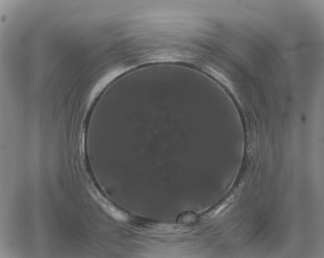 X0000062831179200601201605