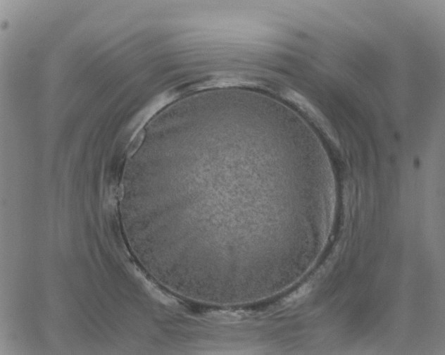 X0000062831185200601201605