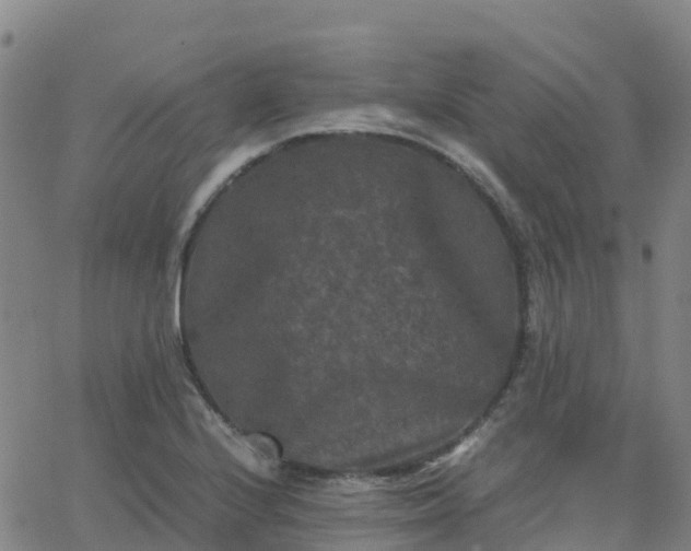 X0000062831224200601201604