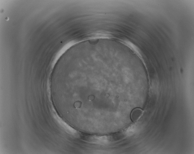 X0000062831243200601201605