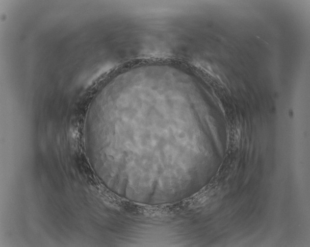 X0000062831254200601201604