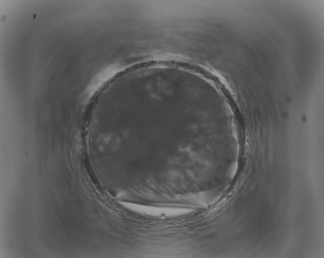 X0000062831263200601201604