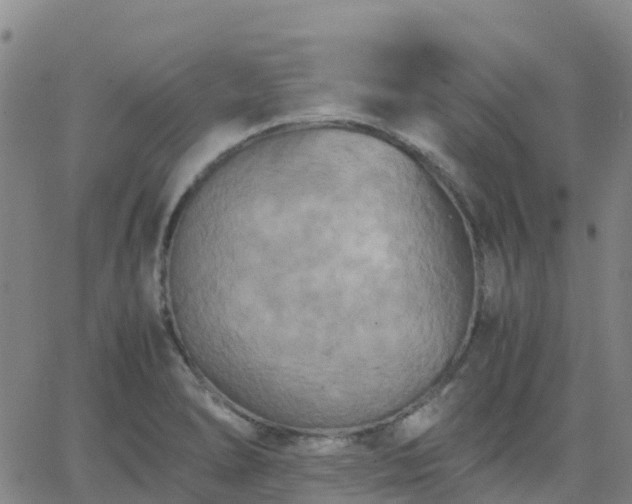 X0000062831278200601201603