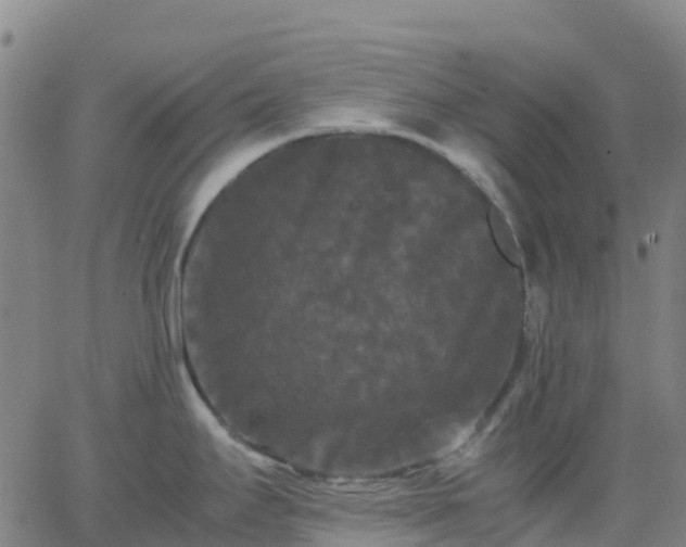 X0000062831295200601201603