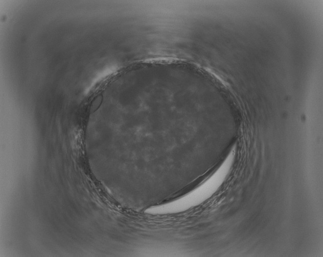 X0000062831351200601201602