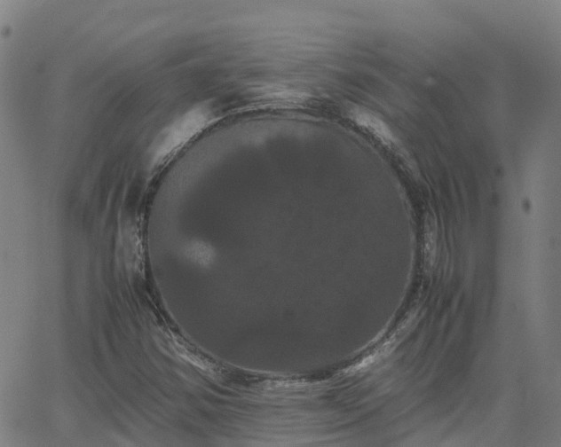 X0000062831354200601201602