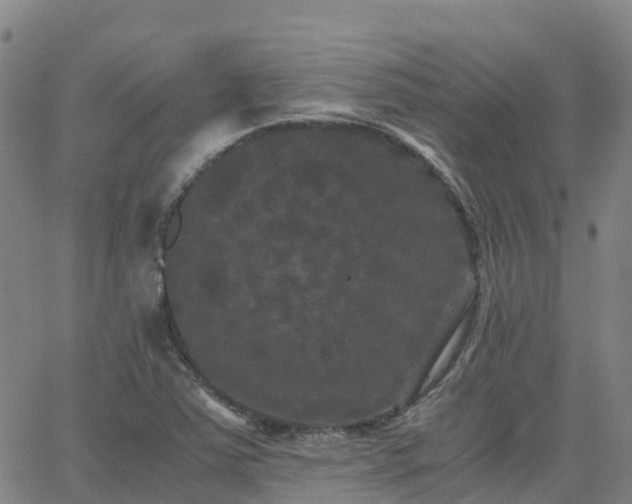 X0000062831363200601201602