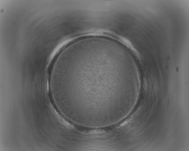 X0000062831368200601201602