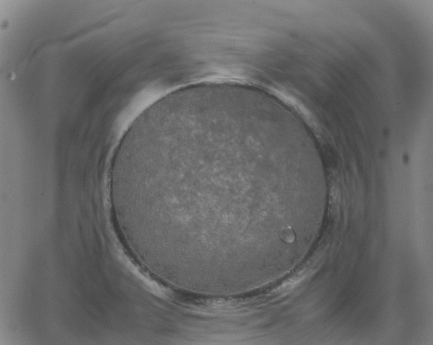 X0000062831375200601201602