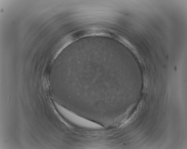 X0000062831377200601201602