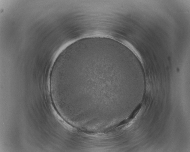 X0000062831388200601201602