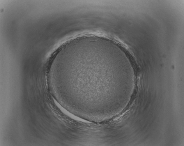 X0000062831496200601201559