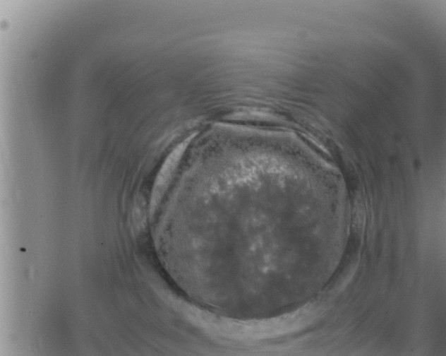 X0000062830043200601272002