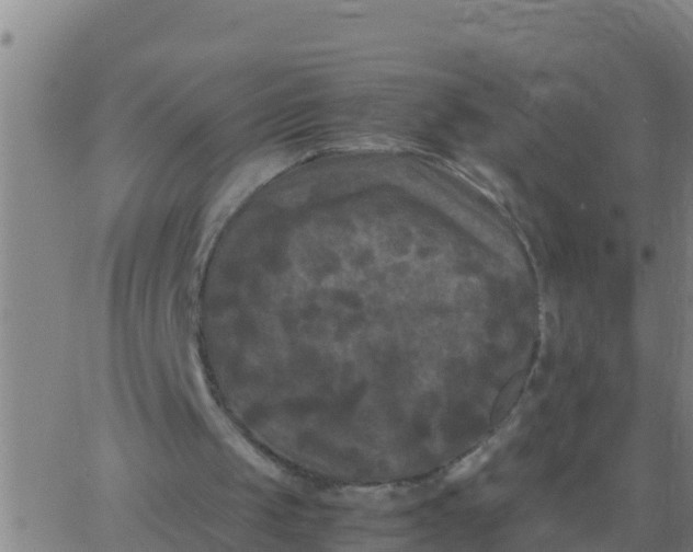 X0000062830049200601272001