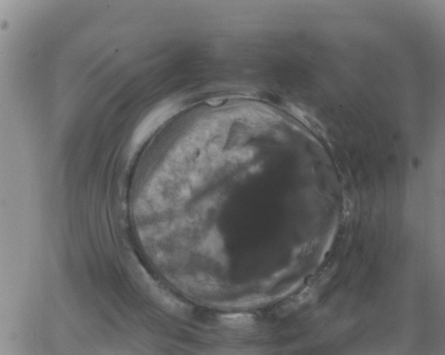 X0000062830053200601272001