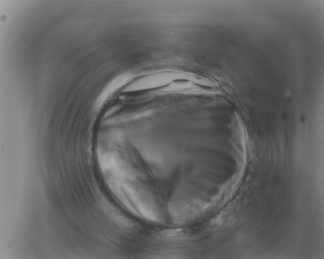 X0000062830054200601272001