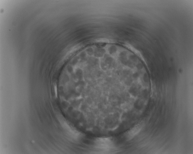 X0000062830061200601272001