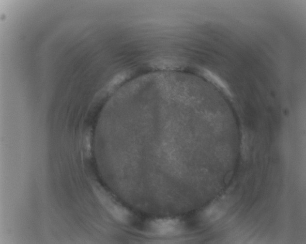 X0000062830065200601272001