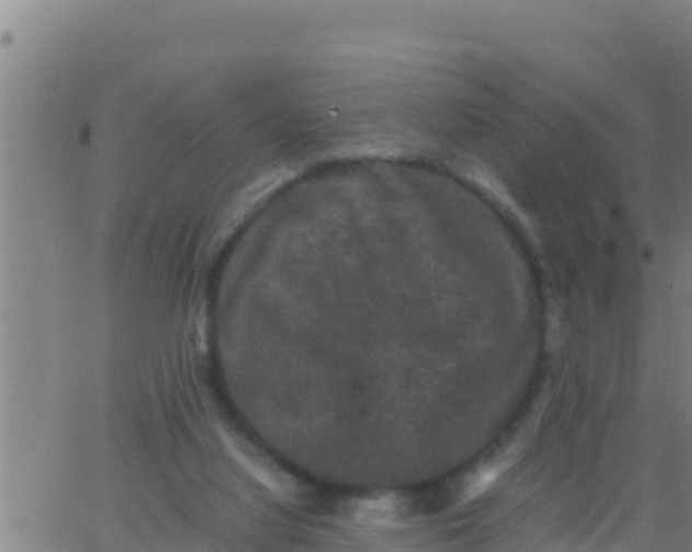 X0000062830068200601272001