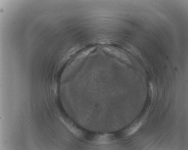 X0000062830072200601272002