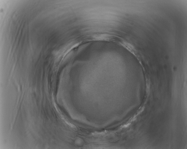 X0000062830097200601272001