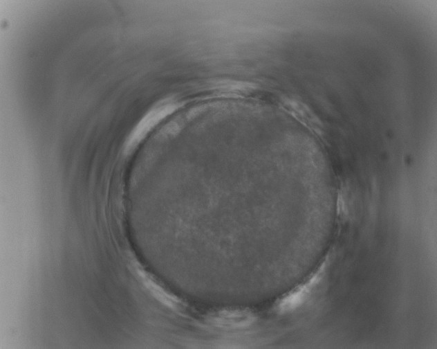 X0000062830101200601272001