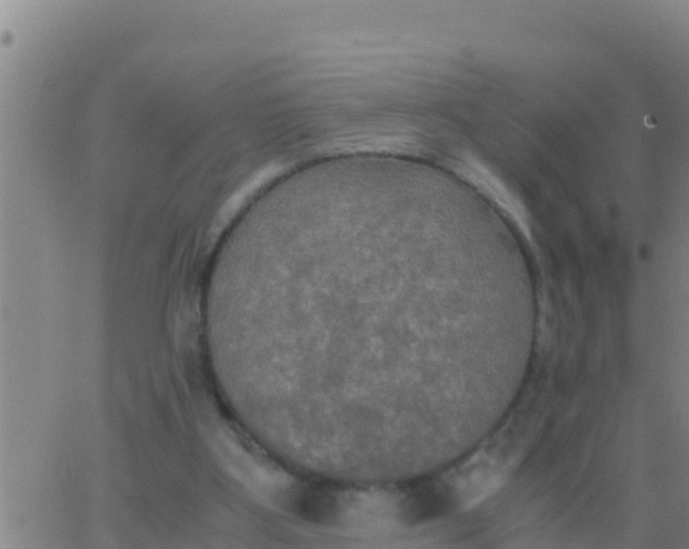 X0000062830107200601272001