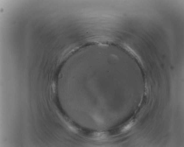 X0000062830117200601272001