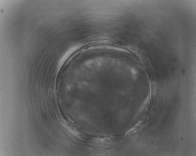 X0000062830147200601272000