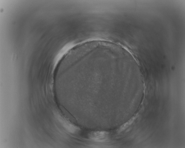 X0000062830152200601272000