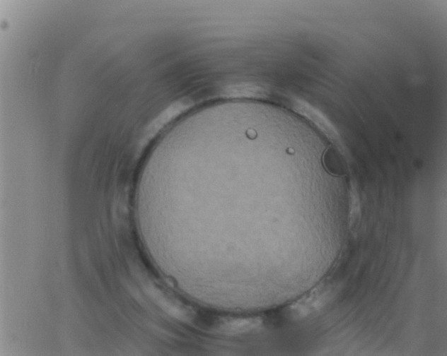 X0000062830155200601272000