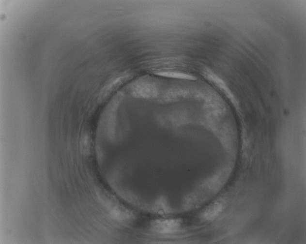 X0000062830161200601272000