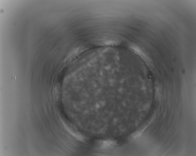 X0000062830165200601272000