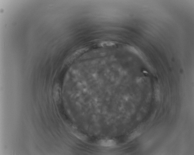 X0000062830169200601272000