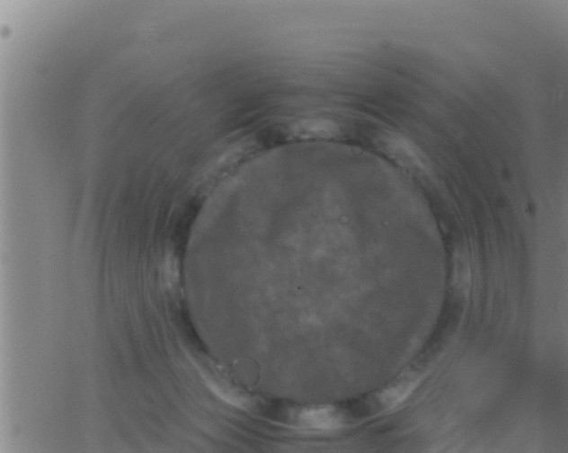 X0000062830173200601272000