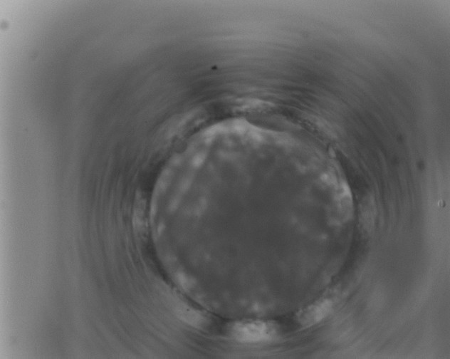 X0000062830181200601272000