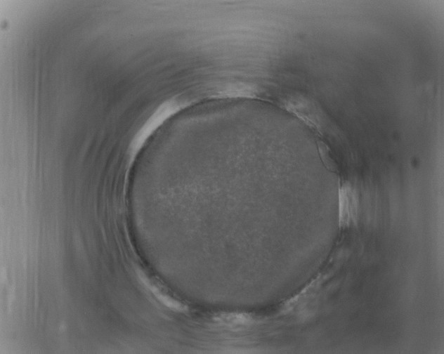 X0000062830195200601271959