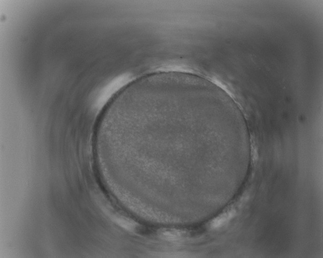 X0000062830199200601271959