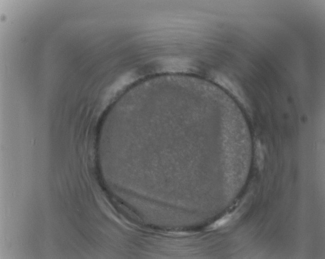 X0000062830203200601271959