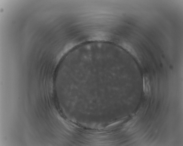 X0000062830204200601271959