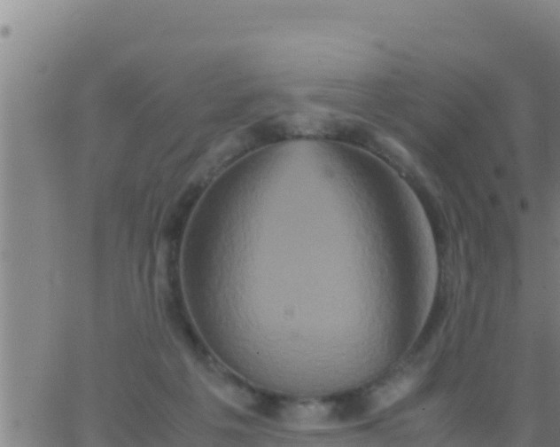 X0000062830217200601271959