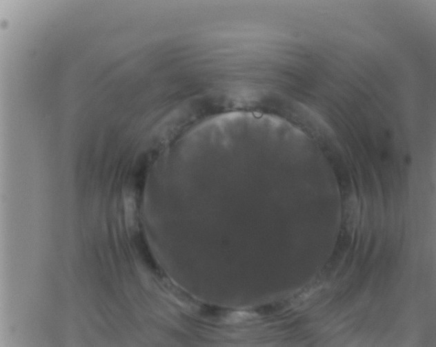 X0000062830222200601271959