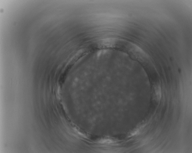 X0000062830224200601271959