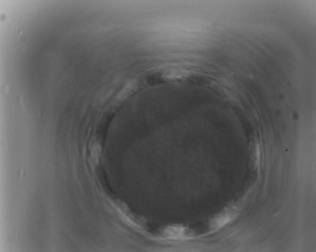 X0000062830227200601271959