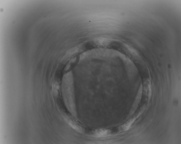 X0000062830235200601271959