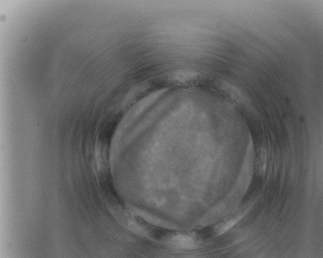 X0000062830236200601271959