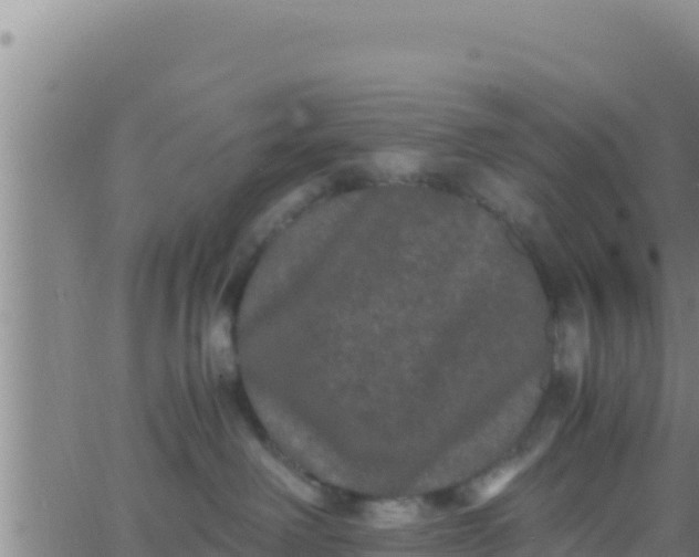 X0000062830238200601271959