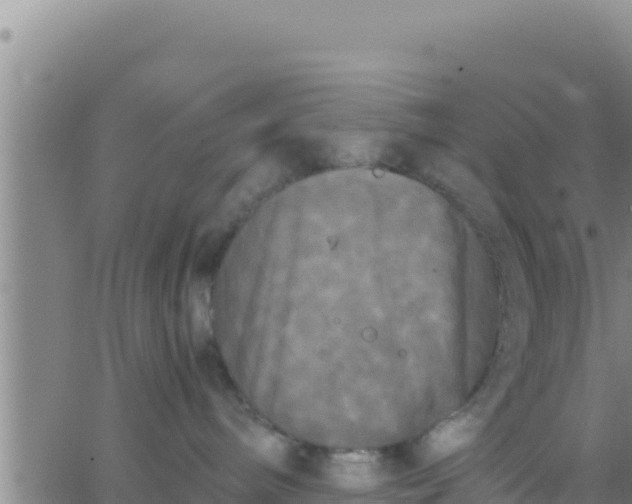 X0000062830240200601271959