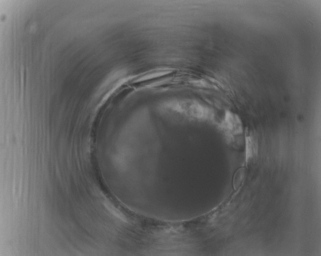 X0000062830243200601271958