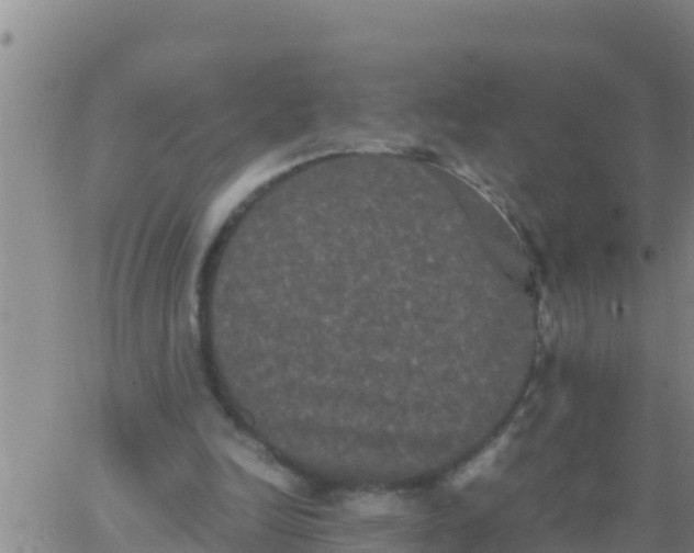 X0000062830246200601271958